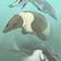  New Archaeocetes from Peru Are the Oldest Fossil Whales from South America 